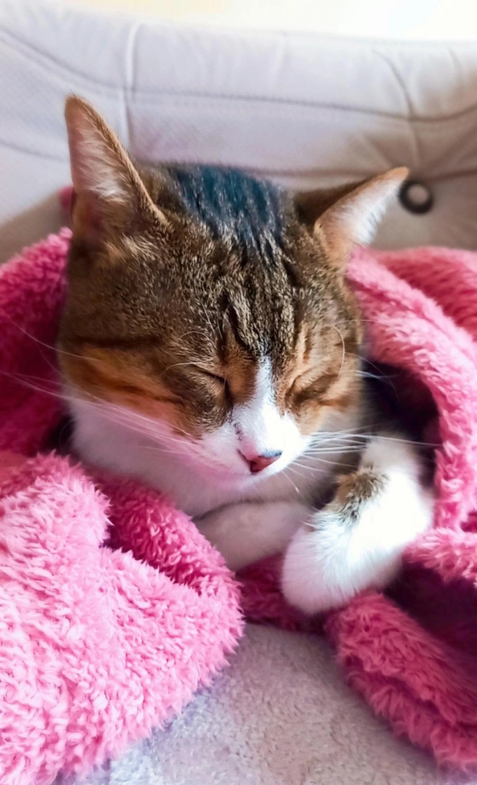 Kedi besliyor musunuz, hiç beslediniz mi?
