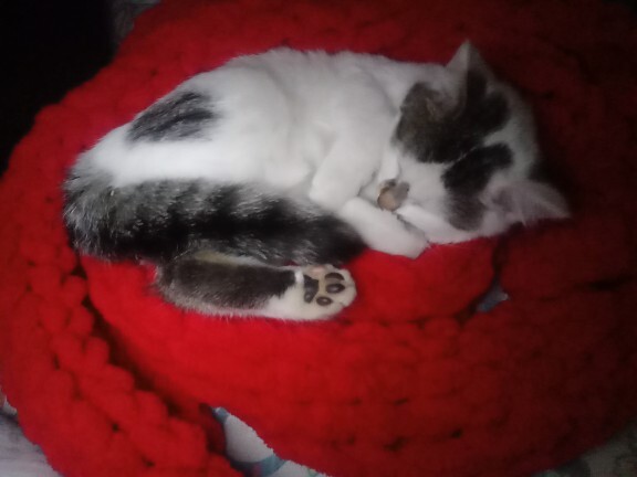 Geçen sorduğum tanrı misafiri kediş galiba kalıcı bir ev üyesine dönüştü şuna bakın çok tatlı değil mii?