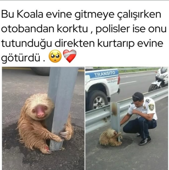 Birileri evden kaçmış 😿