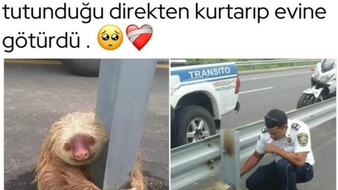 Evcil hayvanlar kıskançlığı hisseder mi?