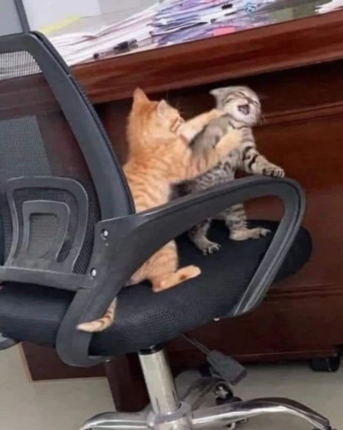 Kedi kavgasına şahit oldunuz mu?