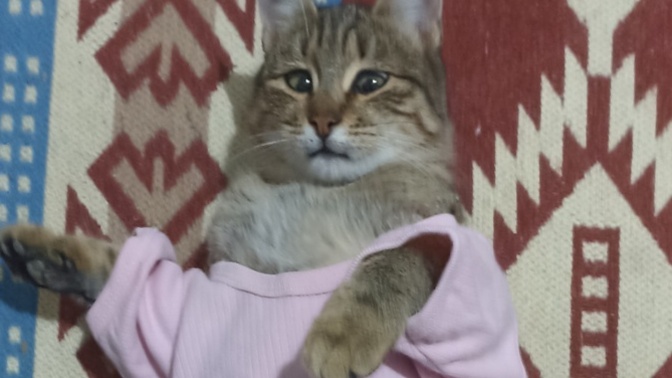 Sahibimin bebeklik tulumu bana olmuş mu?