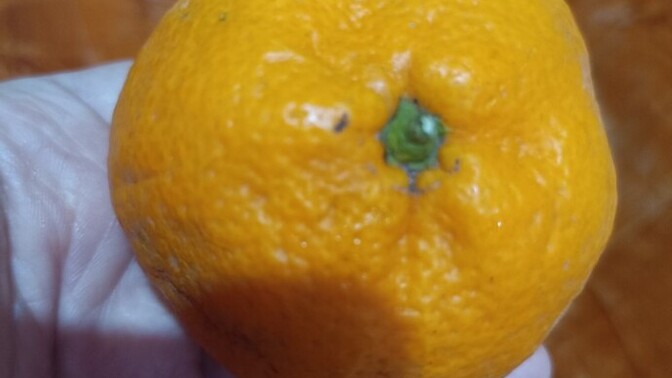 Mandalina severmisiniz?