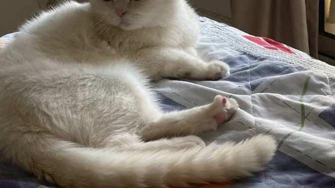 Bu kedi güzel mi sizce?