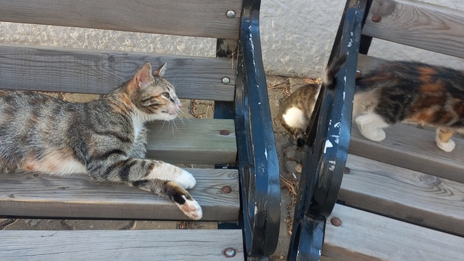 Göze mi alamadın yoksa gözlerini mi alamadın?
