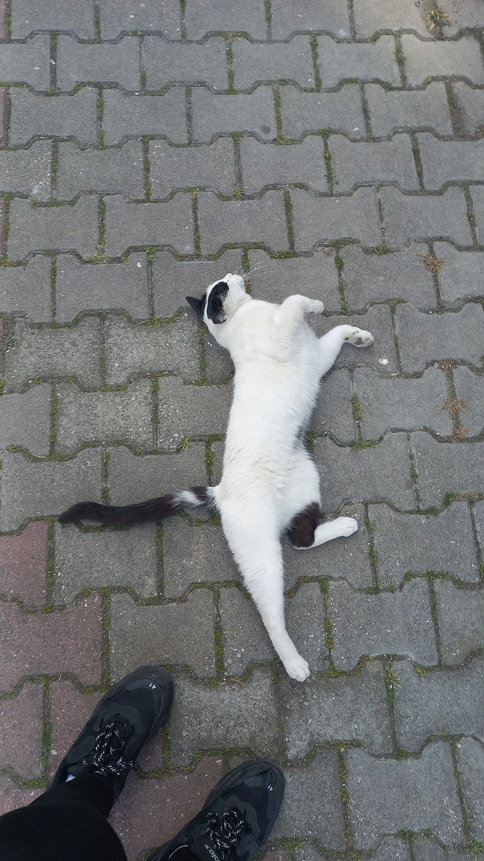 Size türkiyedeki kediler hakkında ilginç bilgi vereyim mi?😸?