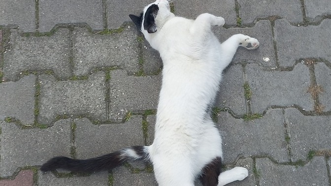 Size türkiyedeki kediler hakkında ilginç bilgi vereyim mi?😸?