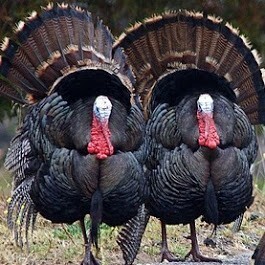 Yılbaşında hindi şart mıdır?
