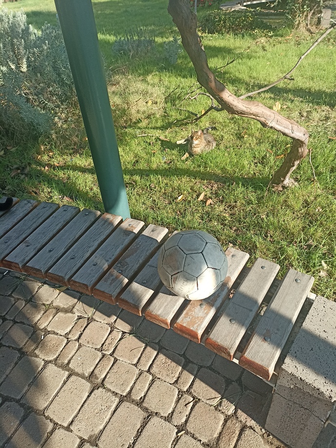 Kediniz var mi?