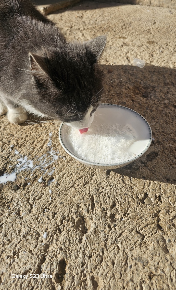 Sürekli beslediğiniz, sizi tanıyan bir sokak hayvanınız var mı?