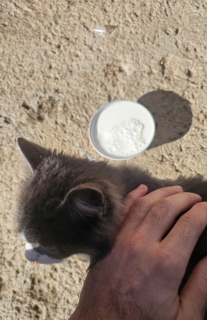 Sürekli beslediğiniz, sizi tanıyan bir sokak hayvanınız var mı?