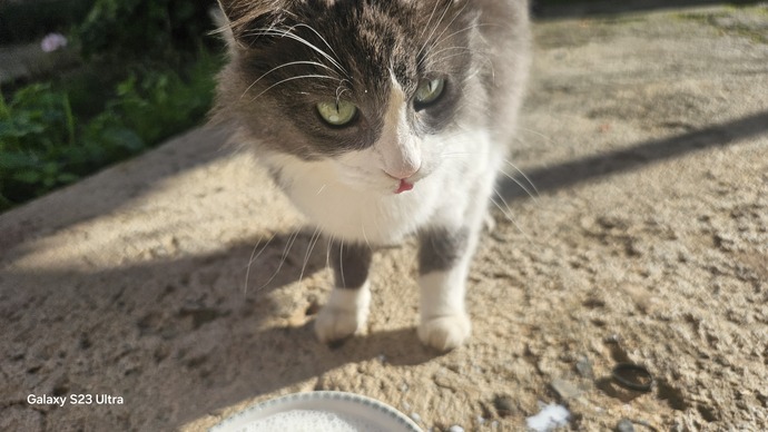 Sürekli beslediğiniz, sizi tanıyan bir sokak hayvanınız var mı?