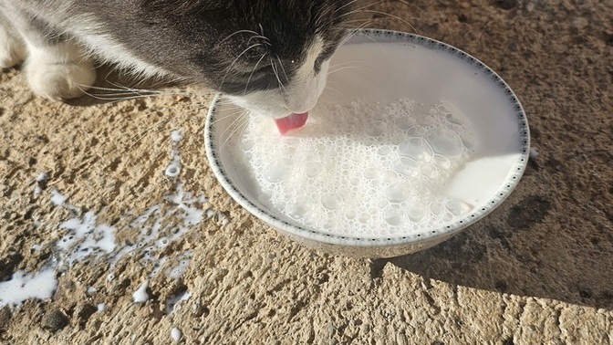 Sürekli beslediğiniz, sizi tanıyan bir sokak hayvanınız var mı?