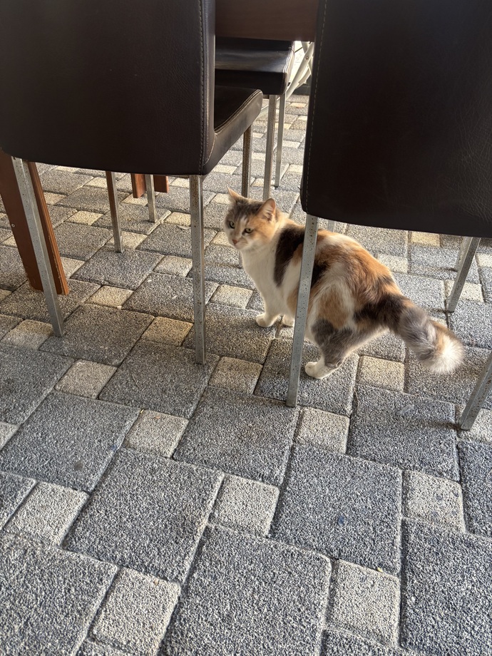 Kediler Dünya'nın en güzel varlığı değil mi?