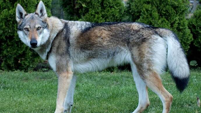 Bütün köpeklerin gri kurttan geldiğine inanan var mı gerçekten?