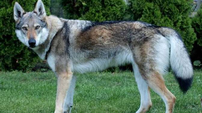Bütün köpeklerin gri kurttan geldiğine inanan var mı gerçekten?