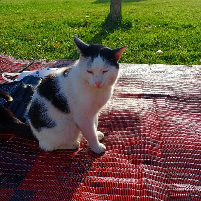 Hiç hayatınızda kedi kurtardınız mı?