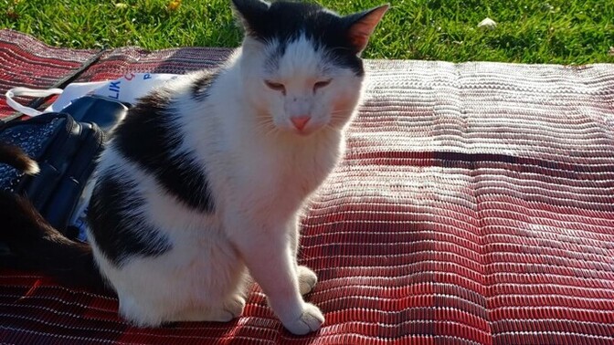 Hiç hayatınızda kedi kurtardınız mı?