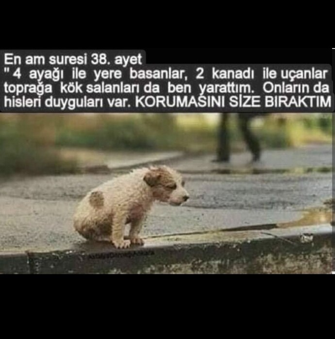 Yaradilanlari seviyor musunuz yaradandan ötürü