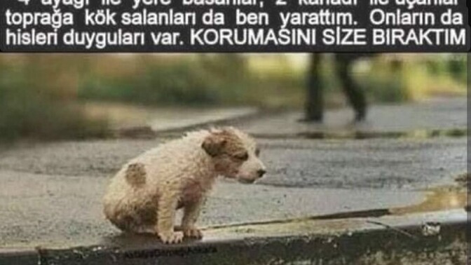 Evcil hayvanları sevdiğiniz derecede mi koruyorsunuz?