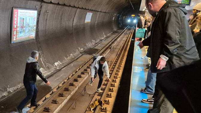 Türklerin başı boş kedi sevgisi hakkında ne düşünüyorsunuz?