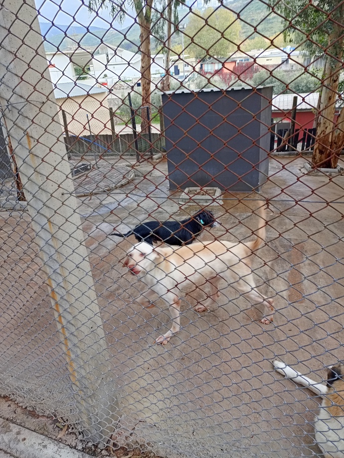 Köpek sahiplenicem ama orta boy mu küçük mü alsam bilmiyorum hangisinin bakımı daha rahat olur her açıdan?