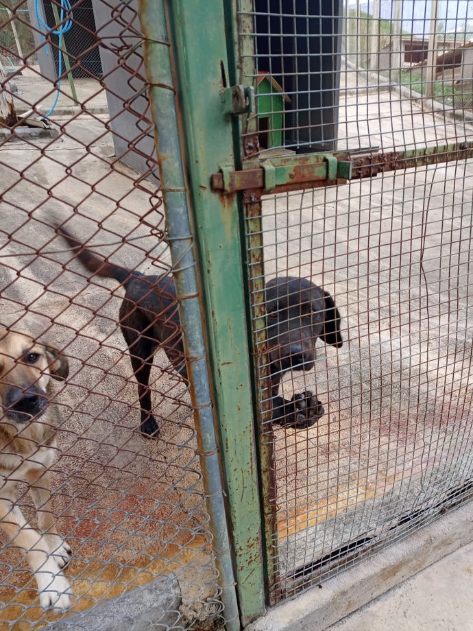 Köpek sahiplenicem ama orta boy mu küçük mü alsam bilmiyorum hangisinin bakımı daha rahat olur her açıdan?