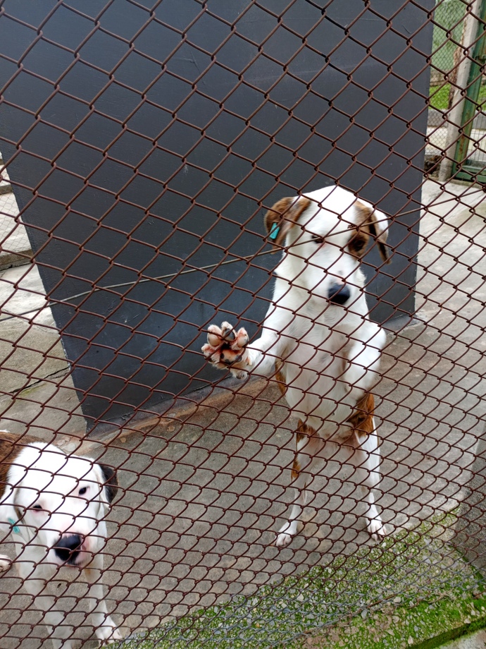 Köpek sahiplenicem ama orta boy mu küçük mü alsam bilmiyorum hangisinin bakımı daha rahat olur her açıdan?