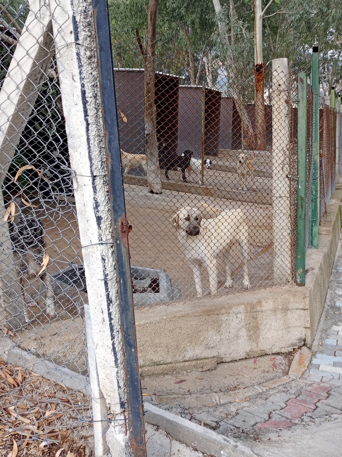 Köpek sahiplenicem ama orta boy mu küçük mü alsam bilmiyorum hangisinin bakımı daha rahat olur her açıdan?