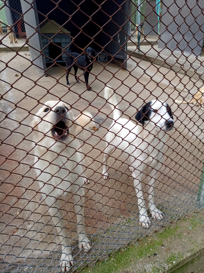 Köpek sahiplenicem ama orta boy mu küçük mü alsam bilmiyorum hangisinin bakımı daha rahat olur her açıdan?