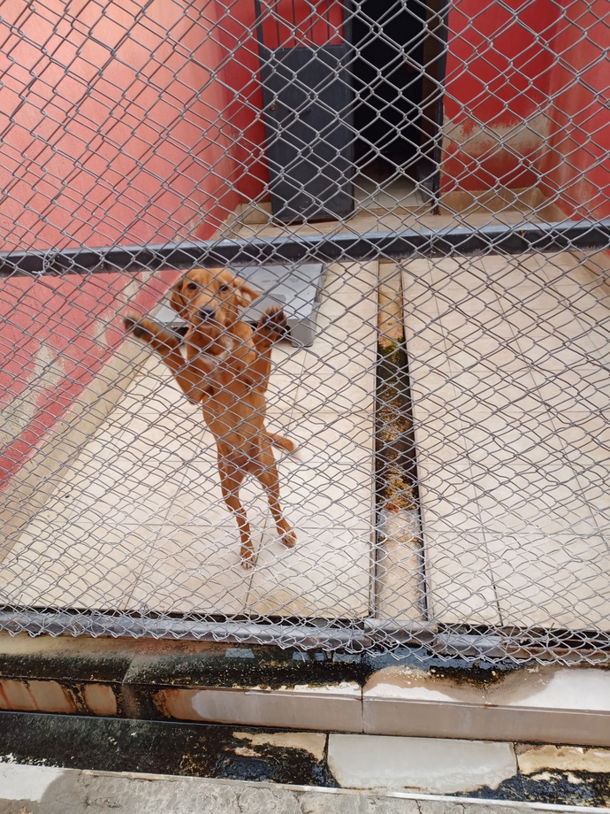 Köpek sahiplenicem ama orta boy mu küçük mü alsam bilmiyorum hangisinin bakımı daha rahat olur her açıdan?