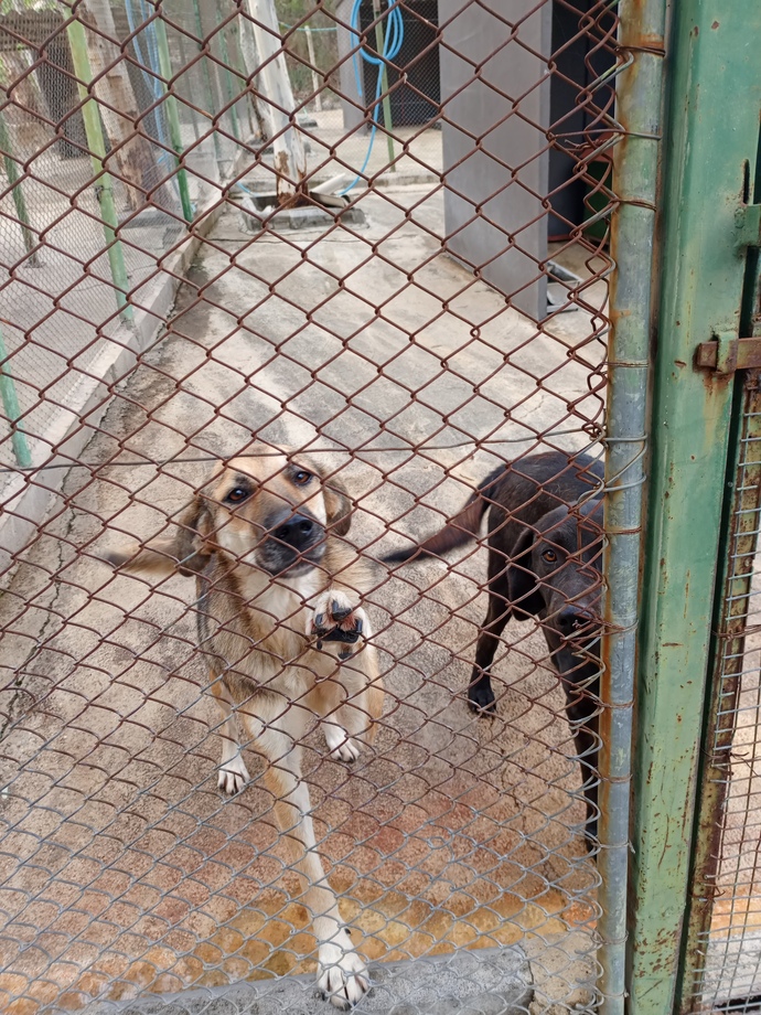 Köpek sahiplenicem ama orta boy mu küçük mü alsam bilmiyorum hangisinin bakımı daha rahat olur her açıdan?