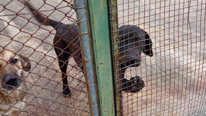 Köpek sahiplenicem ama orta boy mu küçük mü alsam bilmiyorum hangisinin bakımı daha rahat olur her açıdan?