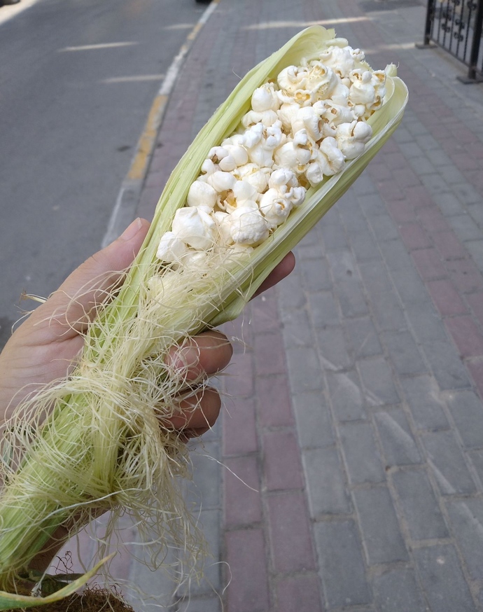 Patlamış mısır severmisiniz 🌽?