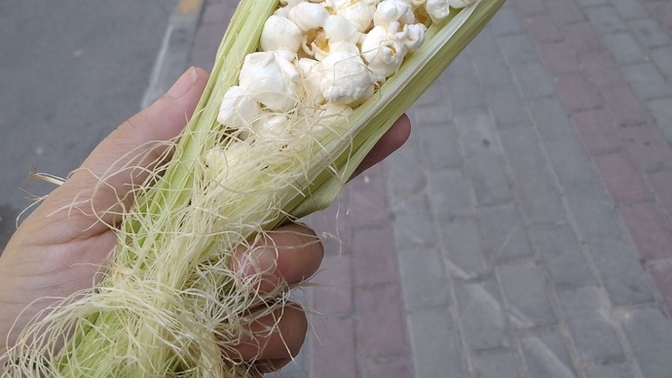 Patlamış mısır severmisiniz 🌽?