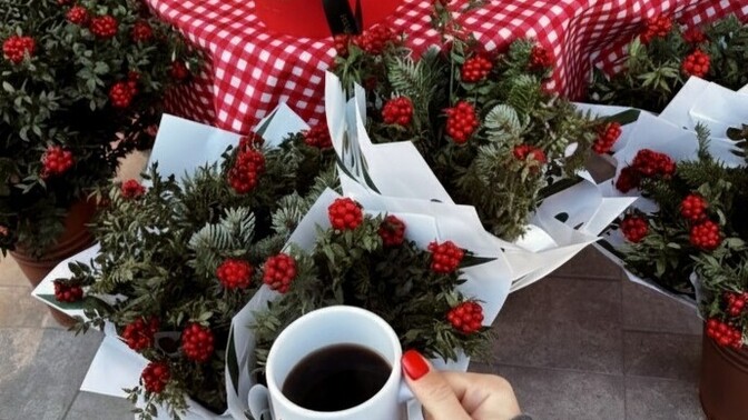 Kokina çiçeğinin yeni yıla şans ve bereket getirdiğine inanır mısınız?