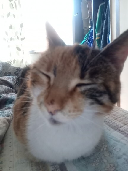 Bir yavru kedi annesini kaç aylıkken emmeyi bırakmalıdır?