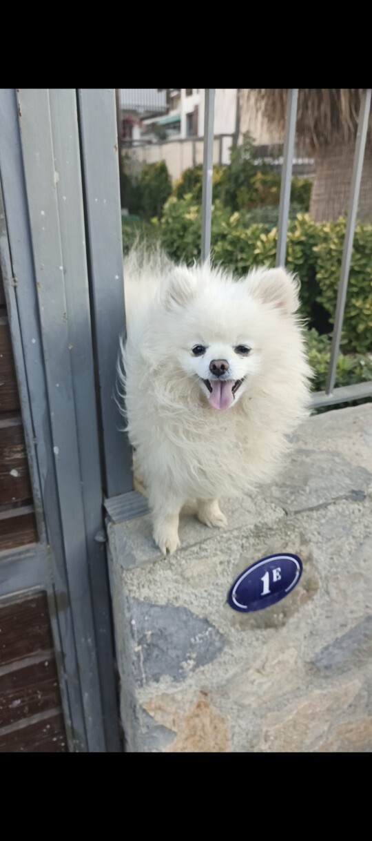 Pakete giderken denk geldim nasıl tatlı köpek?
