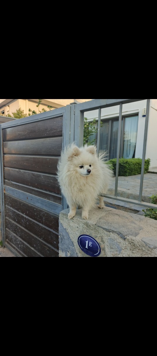 Pakete giderken denk geldim nasıl tatlı köpek?
