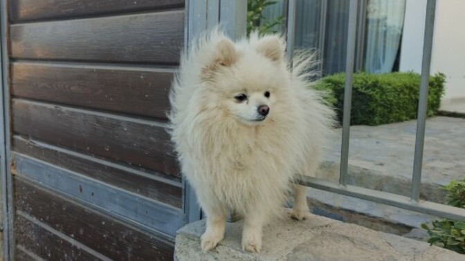Pakete giderken denk geldim nasıl tatlı köpek?