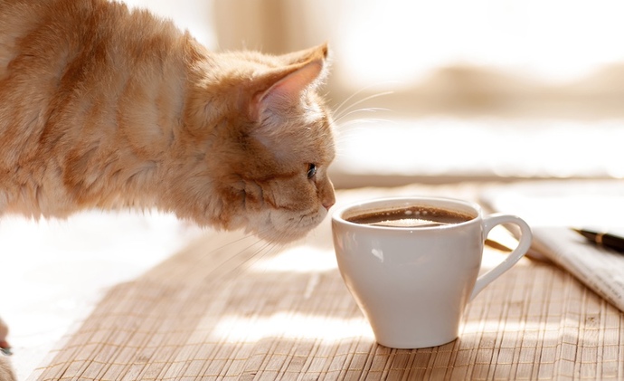 Kedi sevmek mi, kahve içmek mi?