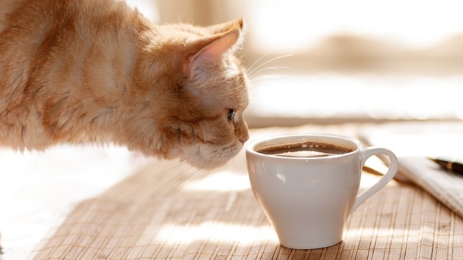 Kedi sevmek mi, kahve içmek mi?
