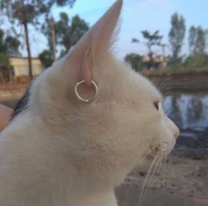 Sizce bu kedi nereli olabilir?