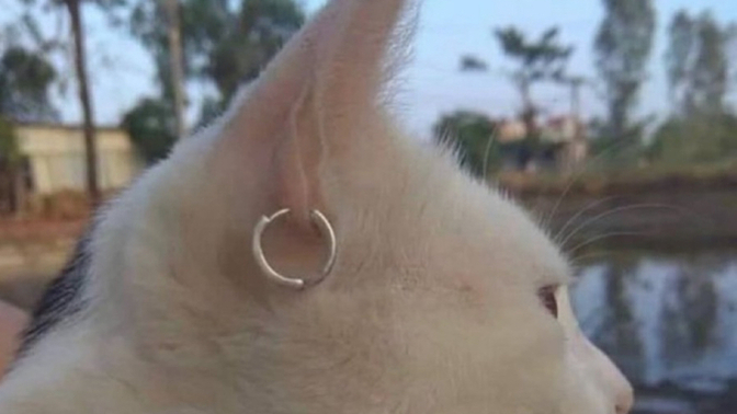 Sizce bu kedi nereli olabilir?