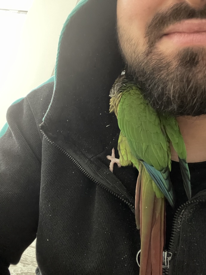 Issız bir adaya düşecek olsan; yanına köpek mi, kedi mi alırdın?
