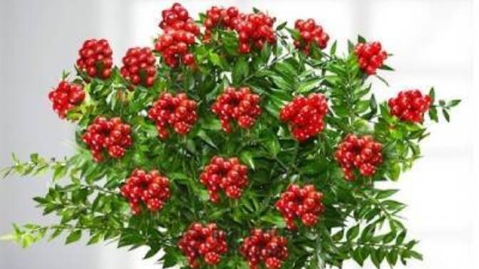 Bu yıl hediye Kokina aldınız mı? Aldıysanız kim aldı?