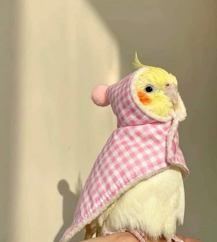 Erkek ve dişi kuş için isim önerileriniz var mı?