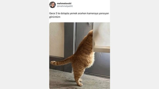 Gece mutfakta farelik yapar mısın😋?