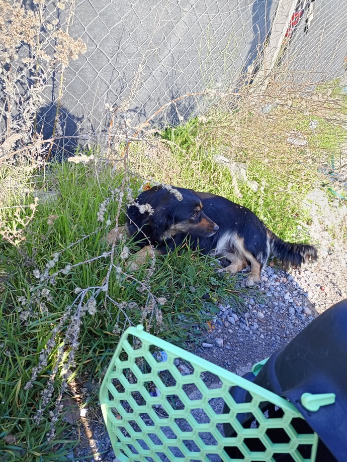 Köpek davranışlarını bilen var mı ne zaman nasıl davranır?