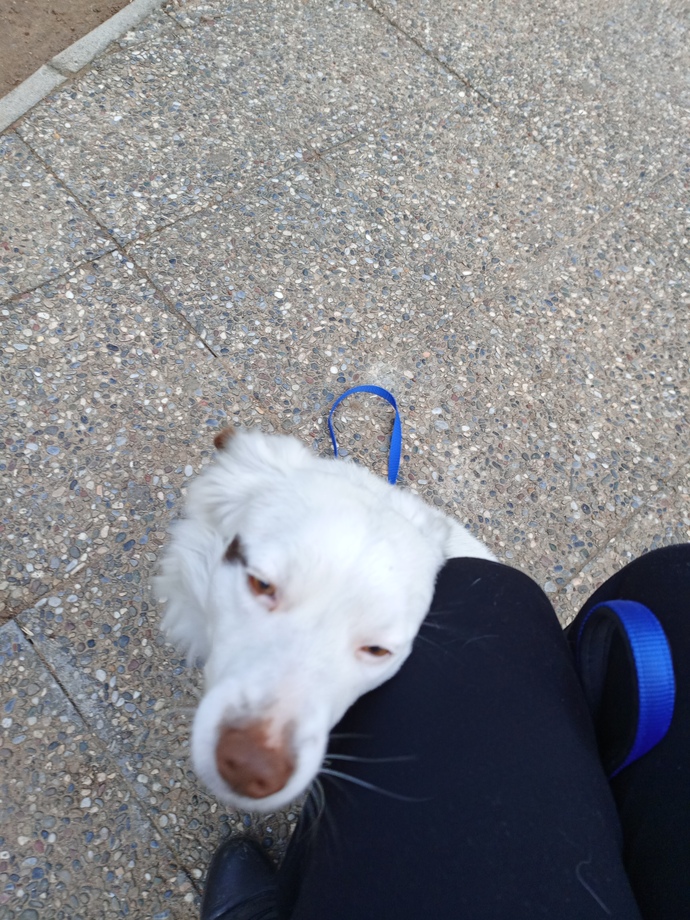 Köpek davranışlarını bilen var mı ne zaman nasıl davranır?